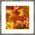 Autumn Colors And Leaves Framed Print