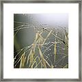 Autumn Dew On Grass Framed Print