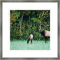 Autumn Elk Framed Print