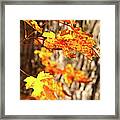 Autumn Fall Color Maple Leaves In The Blue Ridge Framed Print