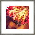 Autumn Fire Framed Print