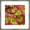 Autumn Flowers Framed Print