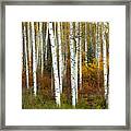 Autumn Forest Beauty Framed Print