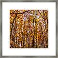 Autumn Forest Framed Print