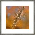 Autumn Foxtail - Single Framed Print