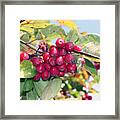 Autumn Fruit Framed Print