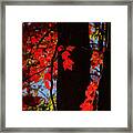 Autumn Glow Framed Print