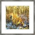 Autumn Gold Framed Print