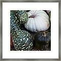 Autumn Gourds Framed Print
