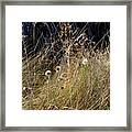 Autumn Grass Framed Print