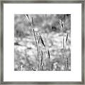 Autumn Grasses Framed Print