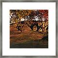 Autumn Grove Framed Print