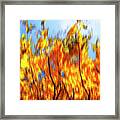 Autumn Impressions -6 Framed Print