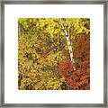 Autumn Impressions Framed Print