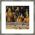 Autumn In French Alps - 17 Framed Print