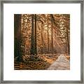 Autumn In The Forest Framed Print
