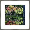 Autumn In The Swamp Framed Print