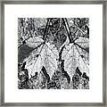 Autumn Leaf Abstract In Black And White Framed Print