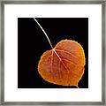 Autumn Leaf Framed Print