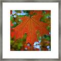 Autumn Leaf In The Rain Framed Print
