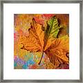 Autumn Leaf Wonderful Colors Framed Print