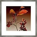 Autumn Leafs And Red Berries Framed Print