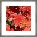 Autumn Leaves 1 Framed Print