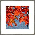 Autumn Leaves 19 Framed Print