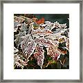 Autumn Leaves In A Frozen Winter World Framed Print