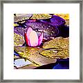 Autumn Lily Framed Print