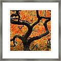 Autumn Maple Framed Print
