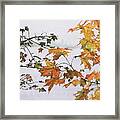 Autumn Maples Framed Print