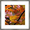 Autumn Framed Print
