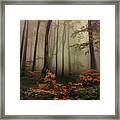 Autumn Mornin In Forgotten Forest Framed Print