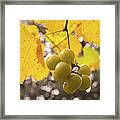 Autumn Muscadine Grapes On The Vine Framed Print