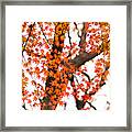 Autumn Red Leaves On A Tree Framed Print