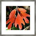 Autumn Sassafras Leaves Framed Print
