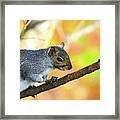 Autumn Squirrel Framed Print