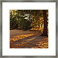 Autumn Trees Near Lake Framed Print