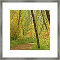 Autumn Woodlands Framed Print