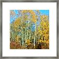 Autumn Woodlot Framed Print