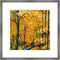 Autumn Woods Framed Print