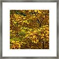 Autumnal Leaves And Trees 2 Framed Print