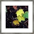 Autumn's Spring Leaves, Horizontal Framed Print