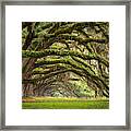 Avenue Of Oaks - Charleston Sc Plantation Live Oak Trees Forest Landscape Framed Print