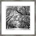 Avenue Of Oaks Charleston South Carolina Framed Print