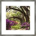 Azaleas And Live Oaks At Magnolia Plantation Gardens Framed Print