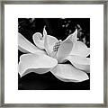 B W Magnolia Blossom Framed Print