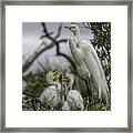 Babies In The Nest Framed Print