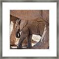 Baby African Elephant Between Mothers Legs Framed Print